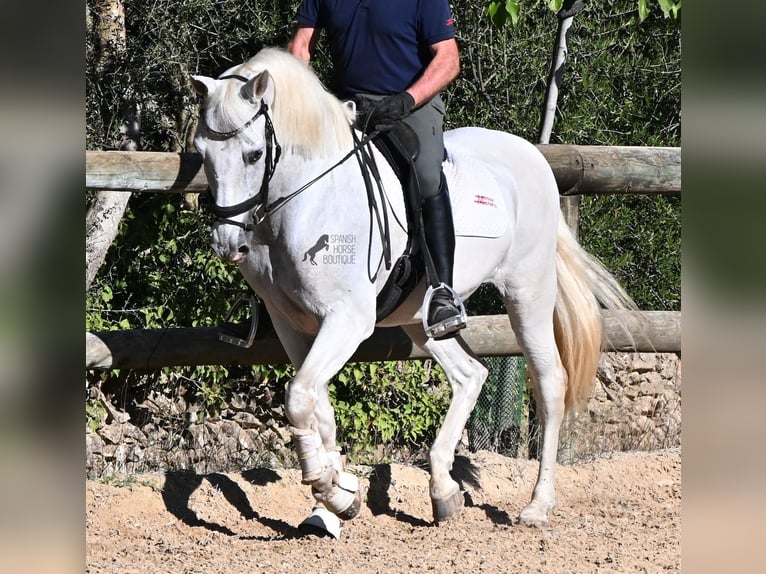PRE Mix Wallach 14 Jahre 156 cm Schimmel in Menorca