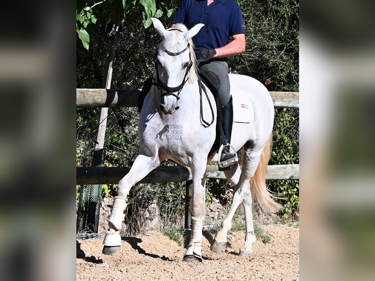 PRE Mix Wallach 14 Jahre 156 cm Schimmel in Menorca