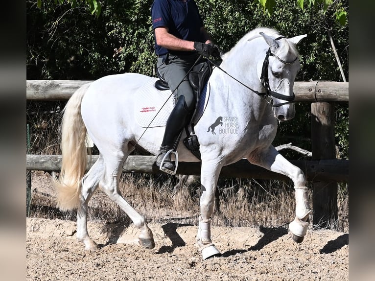PRE Mix Wallach 14 Jahre 156 cm Schimmel in Menorca