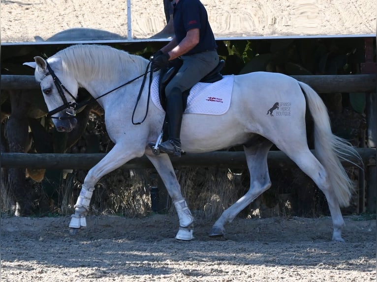 PRE Mix Wallach 14 Jahre 156 cm Schimmel in Menorca