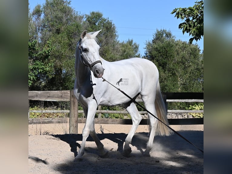 PRE Mix Wallach 14 Jahre 156 cm Schimmel in Menorca