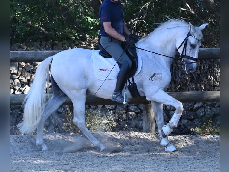PRE Mix Wallach 14 Jahre 156 cm Schimmel in Menorca