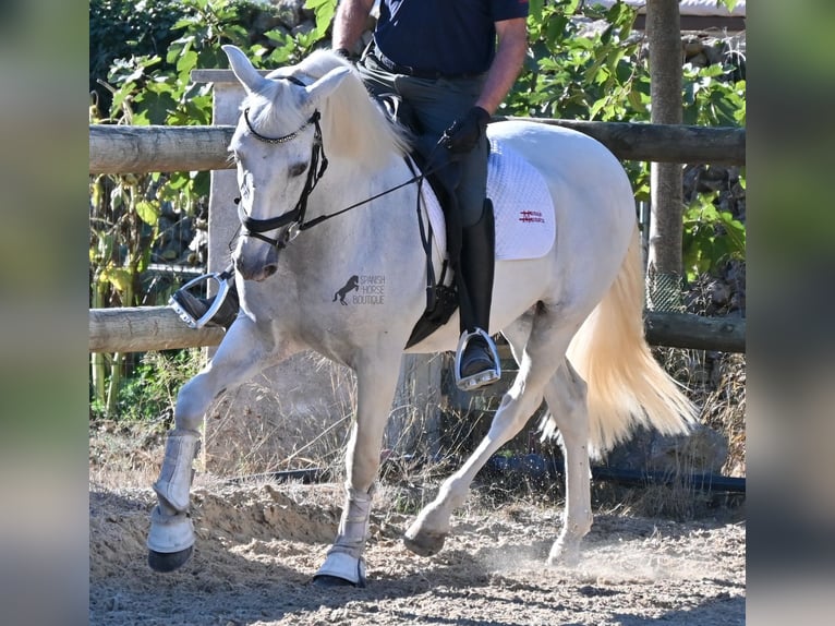 PRE Mix Wallach 14 Jahre 156 cm Schimmel in Menorca