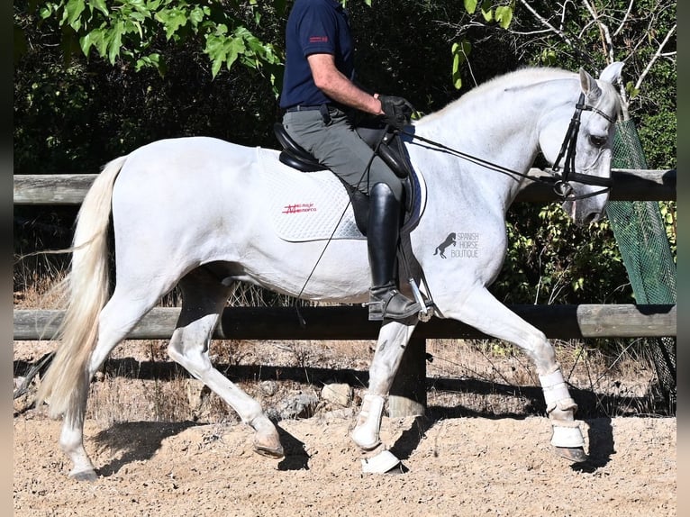 PRE Mix Wallach 14 Jahre 156 cm Schimmel in Menorca