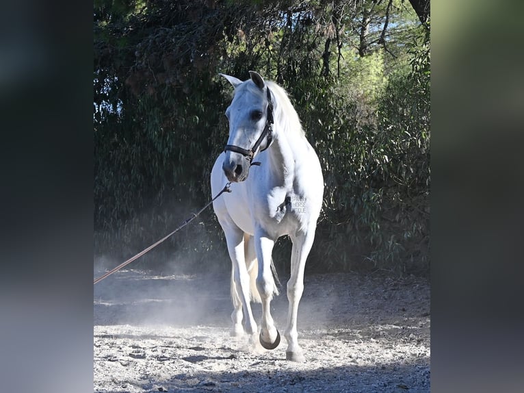 PRE Mix Wallach 14 Jahre 156 cm Schimmel in Menorca
