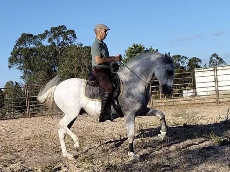 PRE Mix Wallach 14 Jahre 159 cm Schimmel in Coin