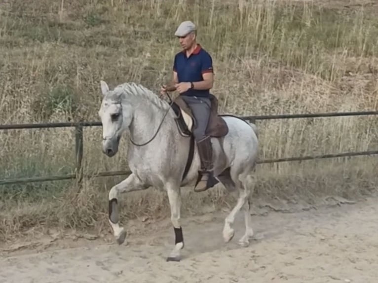 PRE Mix Wallach 14 Jahre 159 cm Schimmel in Coin
