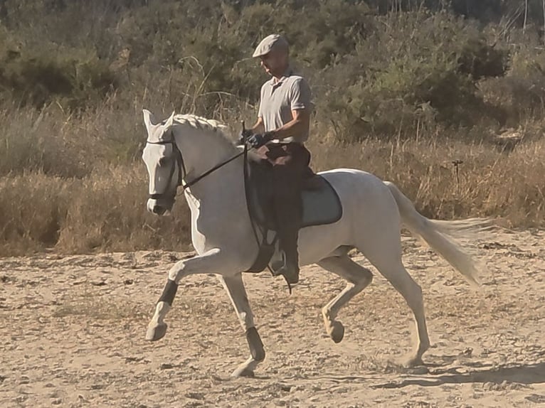 PRE Mix Wallach 14 Jahre 159 cm Schimmel in Coin