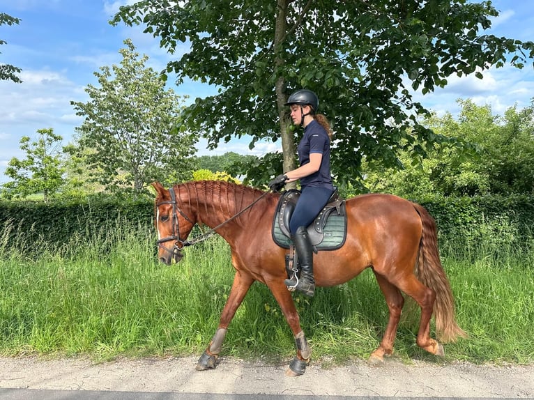 PRE Mix Wallach 14 Jahre 160 cm Fuchs in Schijndel