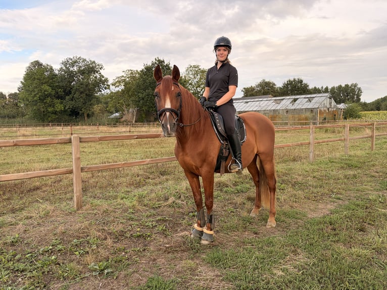 PRE Mix Wallach 14 Jahre 160 cm Fuchs in Schijndel