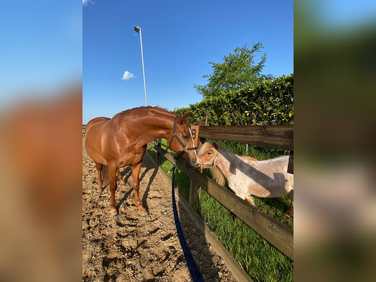 PRE Mix Wallach 14 Jahre 160 cm Fuchs in Schijndel