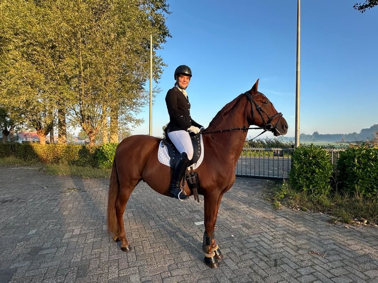 PRE Mix Wallach 14 Jahre 160 cm Fuchs in Schijndel