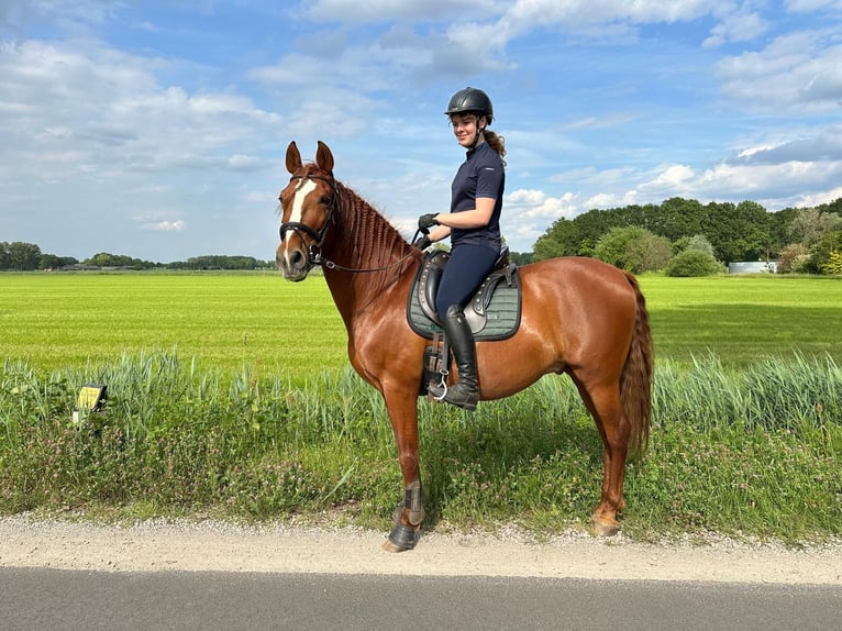PRE Mix Wallach 14 Jahre 160 cm Fuchs in Schijndel