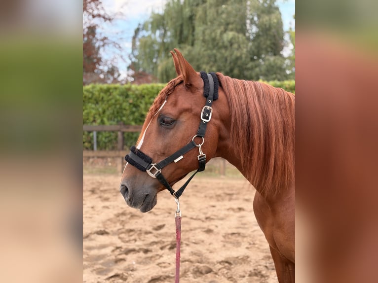 PRE Mix Wallach 14 Jahre 160 cm Fuchs in Schijndel