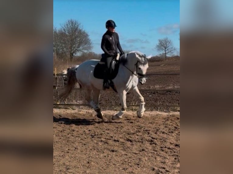 PRE Mix Wallach 14 Jahre 161 cm Schimmel in Flensburg