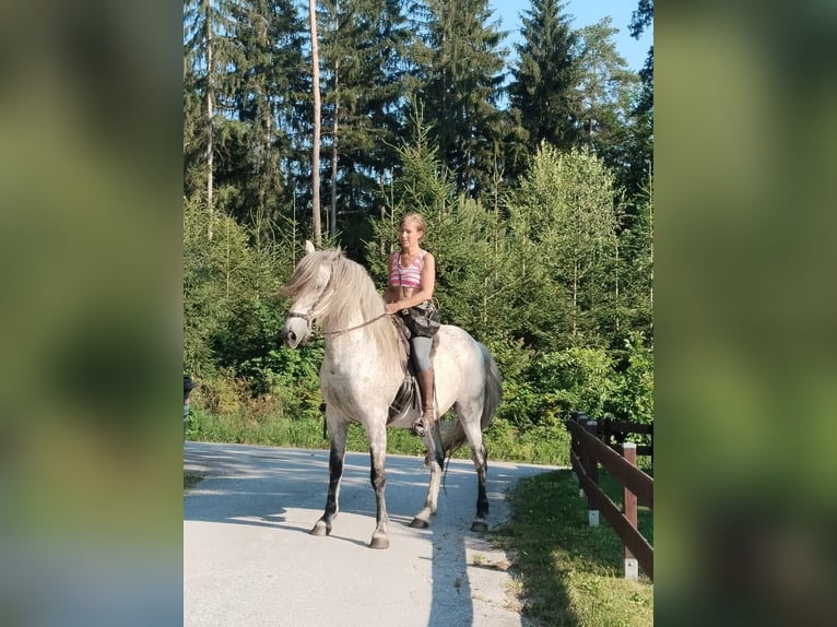 PRE Mix Wallach 14 Jahre 162 cm Fliegenschimmel in Stallhofen