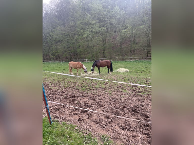 PRE Mix Wallach 14 Jahre 163 cm Brauner in Wildeck