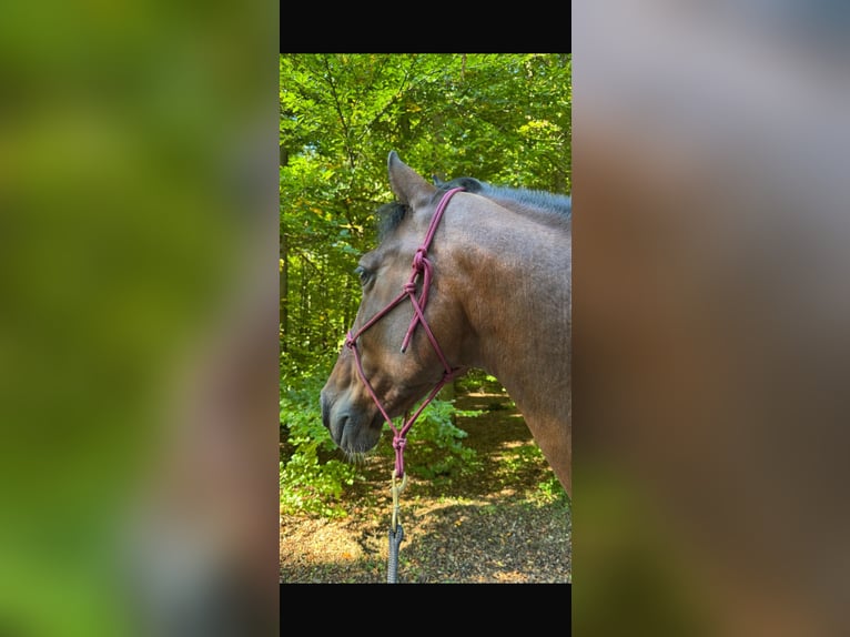 PRE Mix Wallach 14 Jahre 163 cm Brauner in Wildeck