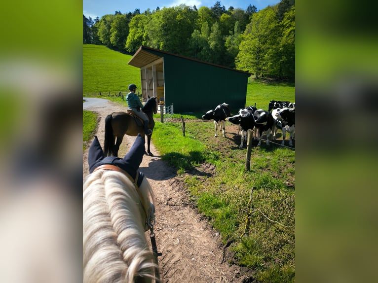 PRE Mix Wallach 14 Jahre 163 cm Brauner in Wildeck