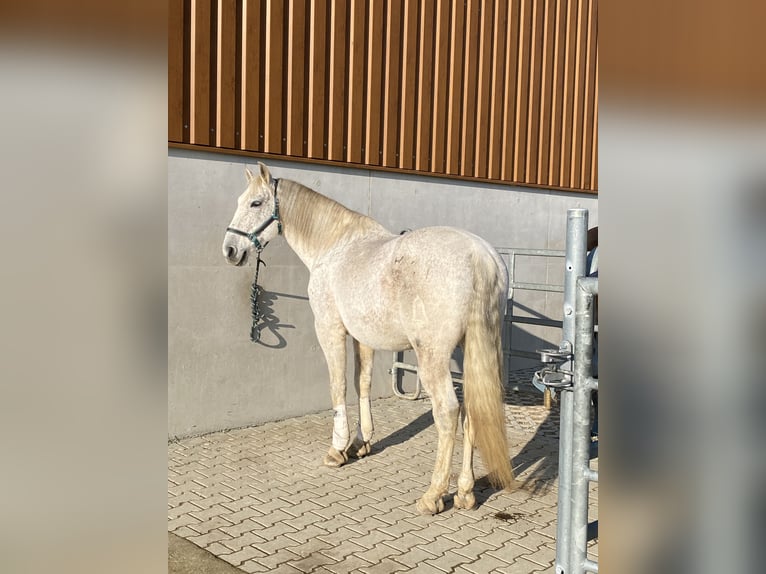 PRE Mix Wallach 14 Jahre 163 cm Fliegenschimmel in Moorenweis