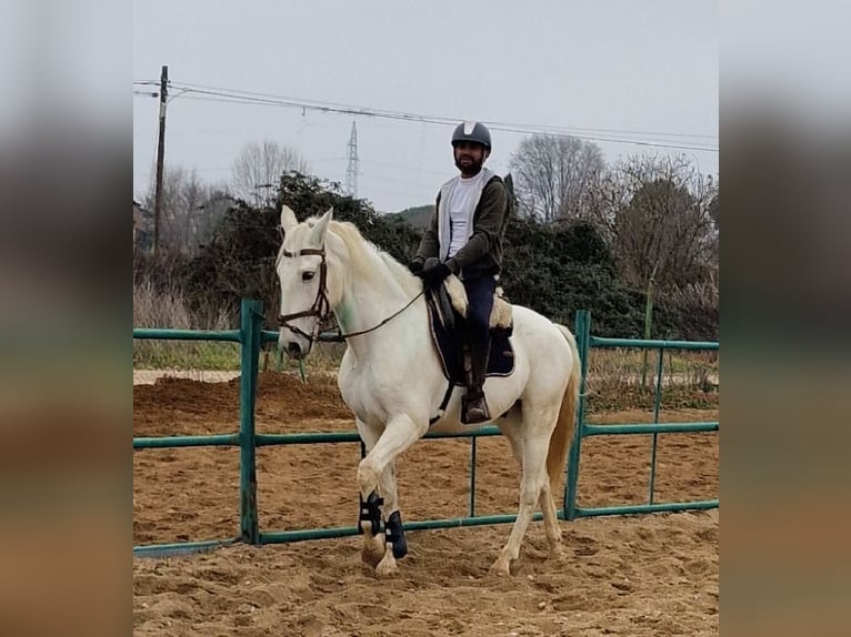 PRE Mix Wallach 14 Jahre 164 cm Schimmel in Fuente El Saz De Jarama