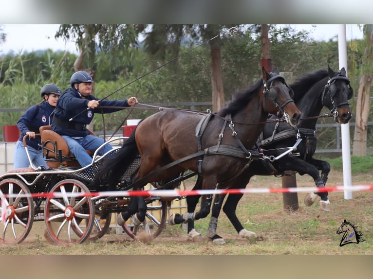 PRE Mix Wallach 14 Jahre 167 cm Brauner in Valencia