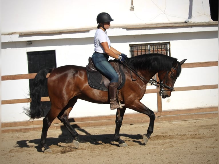 PRE Mix Wallach 14 Jahre 167 cm Brauner in Valencia