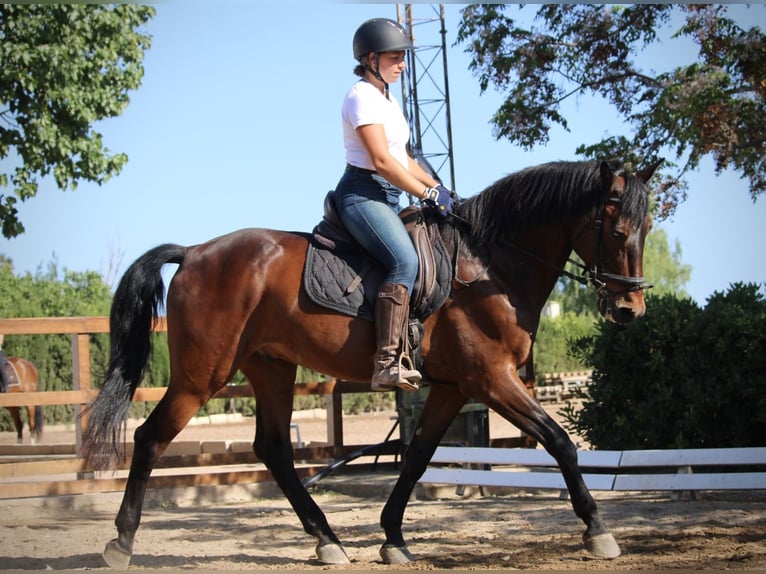 PRE Mix Wallach 14 Jahre 167 cm Brauner in Valencia