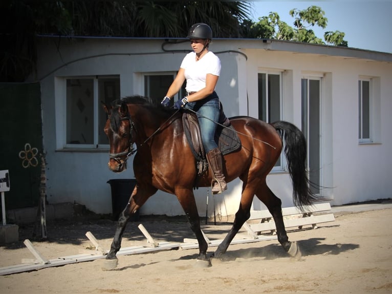 PRE Mix Wallach 14 Jahre 167 cm Brauner in Valencia