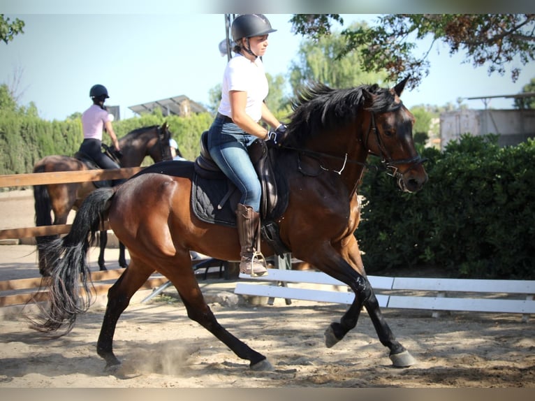 PRE Mix Wallach 14 Jahre 167 cm Brauner in Valencia
