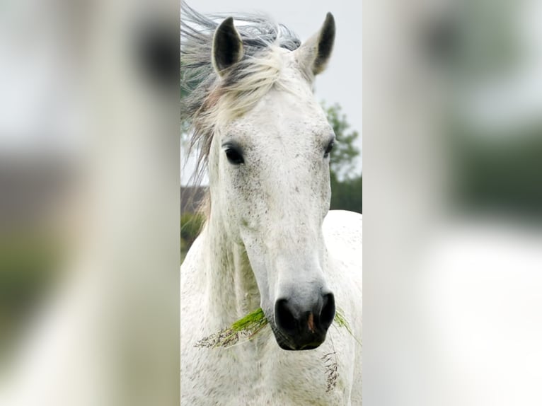 PRE Wallach 14 Jahre 168 cm Schimmel in Groede