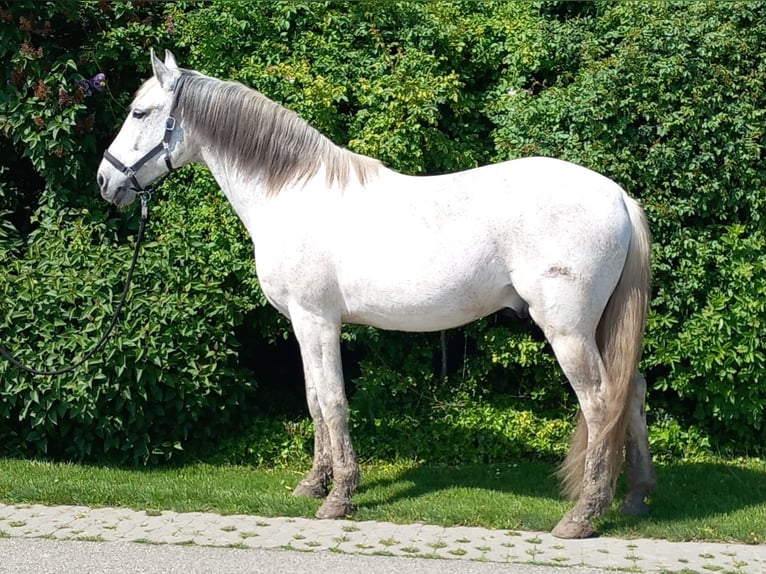 PRE Wallach 14 Jahre 168 cm Schimmel in Groede