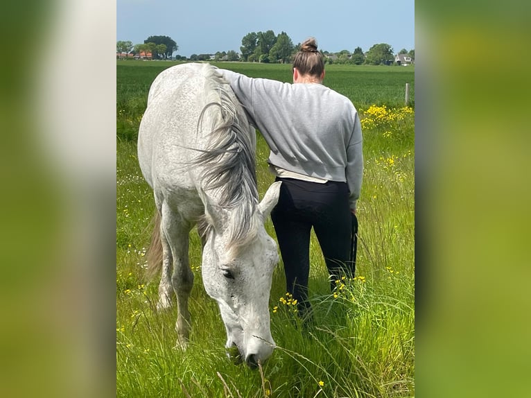 PRE Wallach 14 Jahre 168 cm Schimmel in Groede
