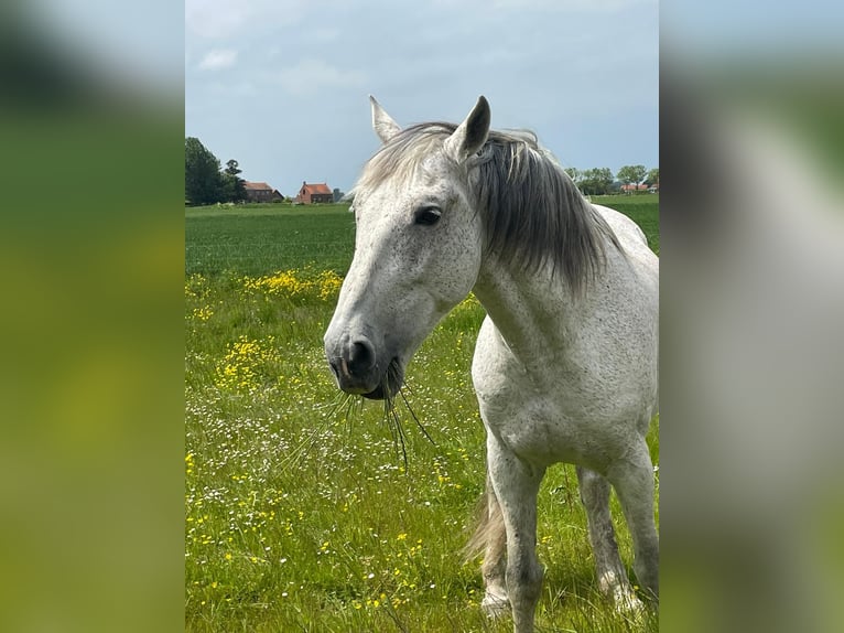 PRE Wallach 14 Jahre 168 cm Schimmel in Groede