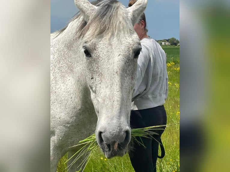 PRE Wallach 14 Jahre 168 cm Schimmel in Groede