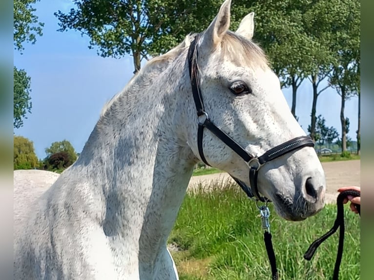 PRE Wallach 14 Jahre 168 cm Schimmel in Groede
