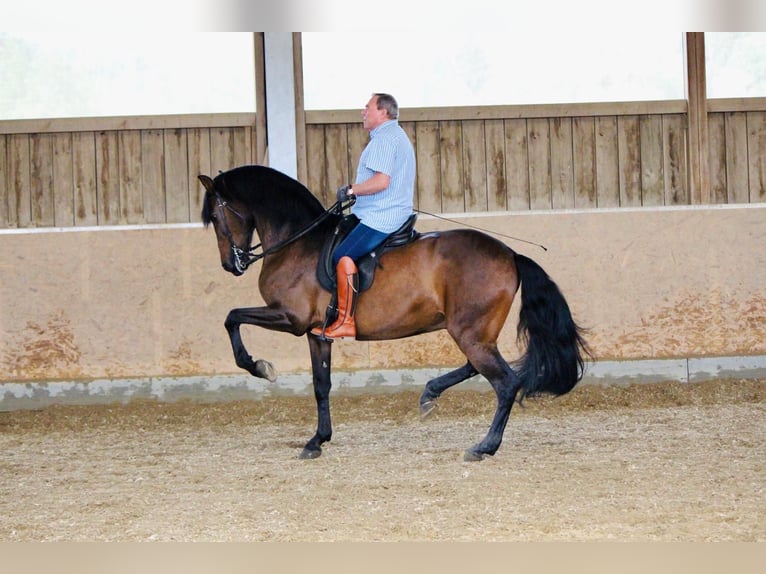 PRE Mix Wallach 14 Jahre 170 cm Brauner in Kreßberg