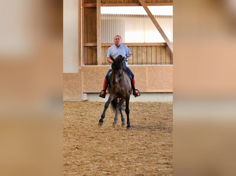PRE Mix Wallach 14 Jahre 170 cm Brauner in Kreßberg