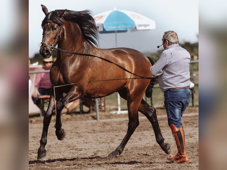 PRE Mix Wallach 14 Jahre 170 cm Brauner in Kreßberg