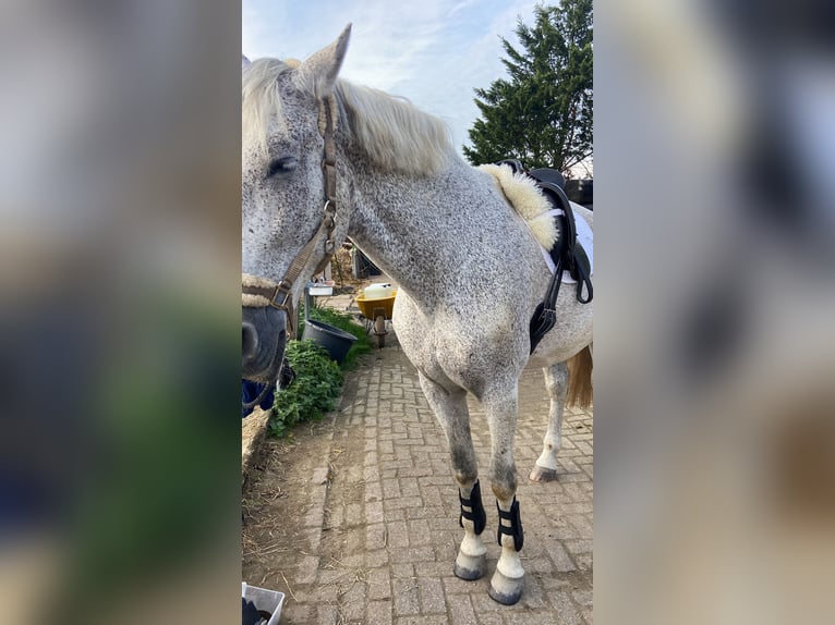 PRE Wallach 14 Jahre 175 cm Schimmel in Ouderkerk aan de Amstel