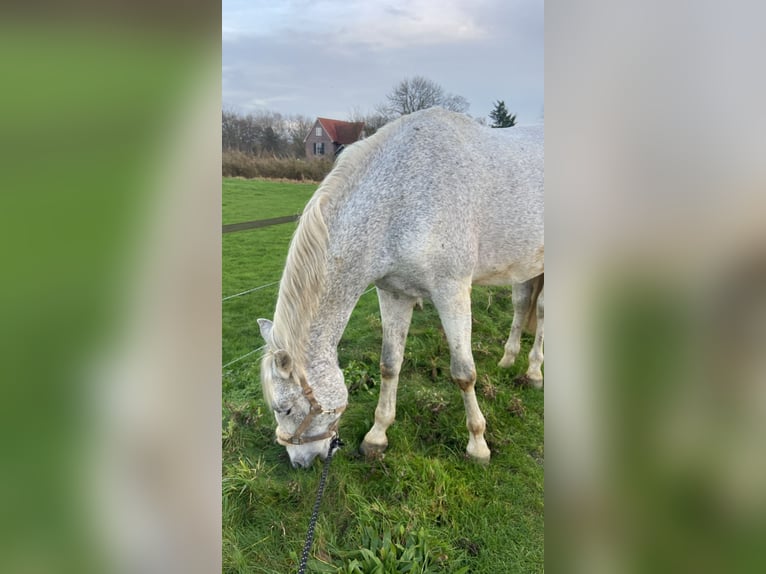 PRE Wallach 14 Jahre 175 cm Schimmel in Ouderkerk aan de Amstel