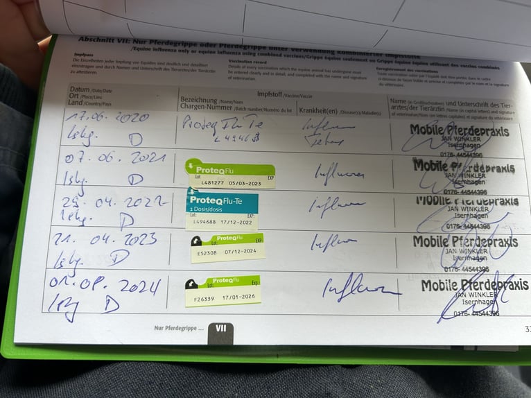 PRE Wallach 15 Jahre 146 cm Buckskin in Langenhagen