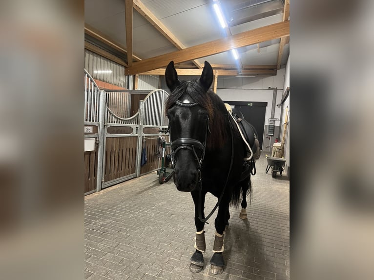 PRE Wallach 15 Jahre 153 cm Rappe in Quickborn