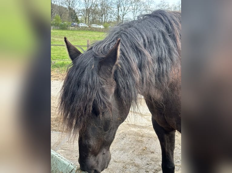 PRE Wallach 15 Jahre 155 cm Rappe in De Zilk