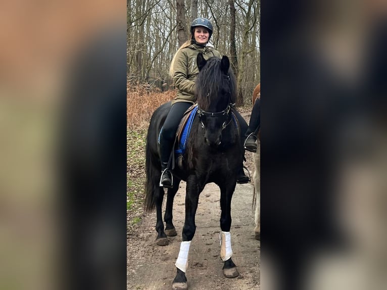 PRE Wallach 15 Jahre 155 cm Rappe in De Zilk