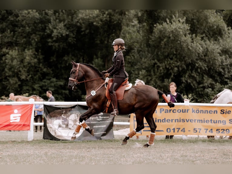 PRE Mix Wallach 15 Jahre 158 cm Dunkelbrauner in B&#xF6;hnhusen