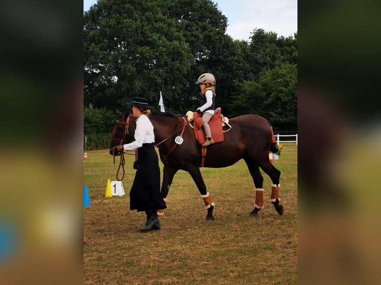 PRE Mix Wallach 15 Jahre 158 cm Dunkelbrauner in B&#xF6;hnhusen