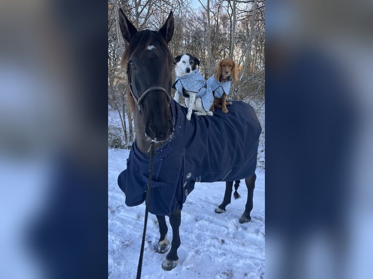 PRE Mix Wallach 15 Jahre 158 cm Dunkelbrauner in B&#xF6;hnhusen