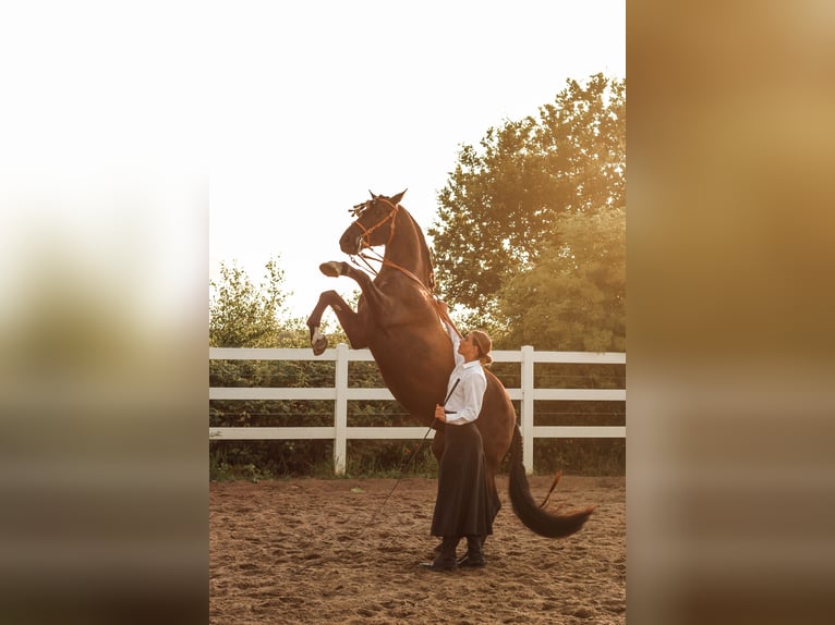 PRE Mix Wallach 15 Jahre 158 cm Dunkelbrauner in B&#xF6;hnhusen