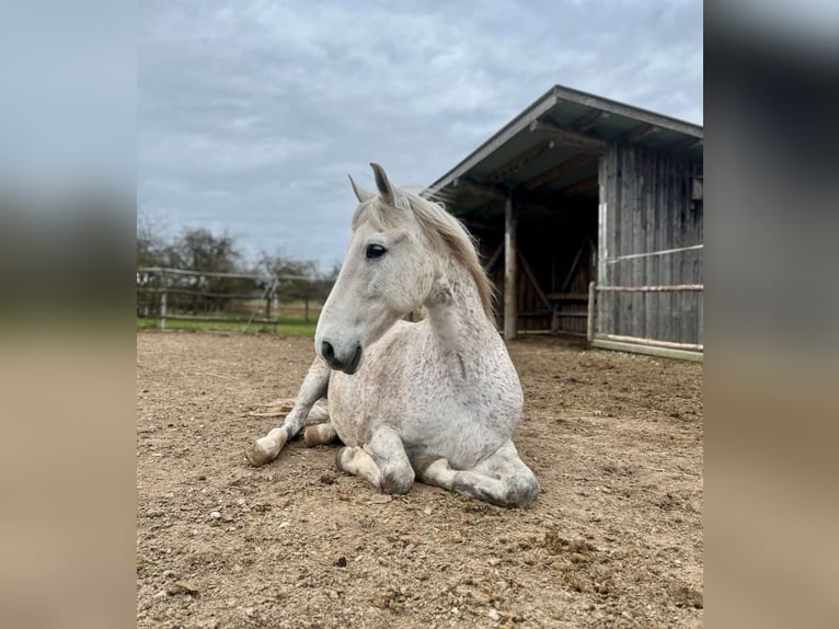 PRE Wallach 15 Jahre 158 cm Schimmel in Neresheim